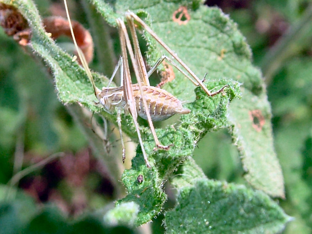 Ortotteri: Phaneropteridae